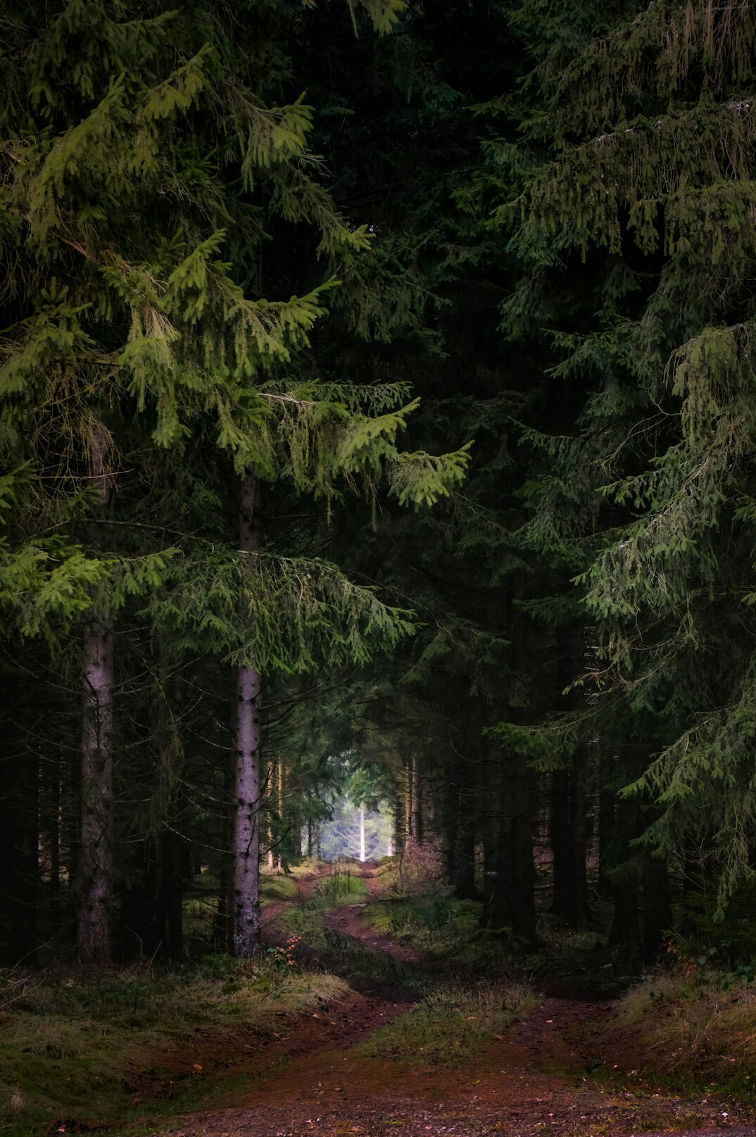 dark forest path at night